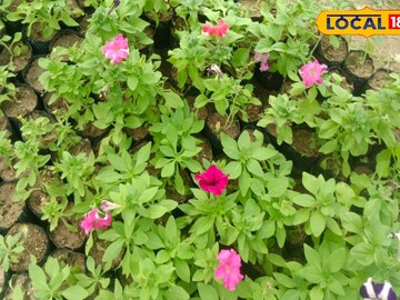 পিটুনিয়া