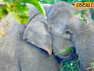 বুনো হাতি