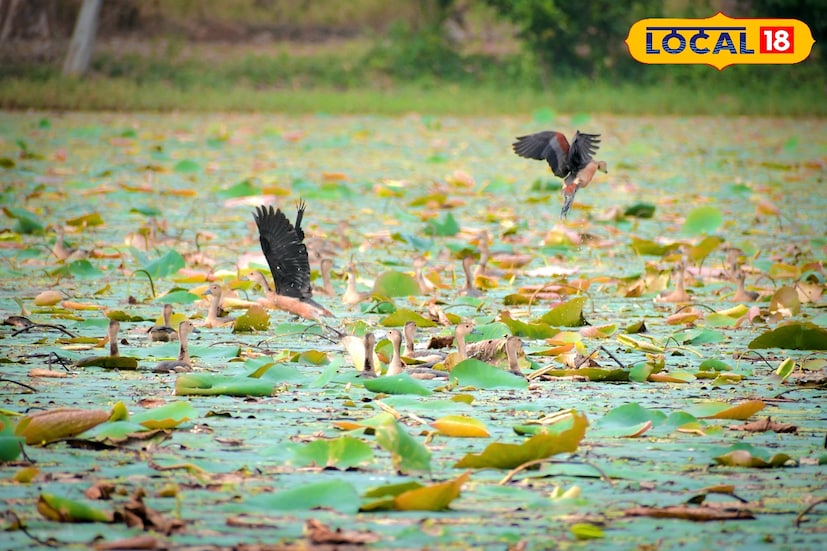 পশ্চিম মেদিনীপুরের বেলদায় একটি আশ্রমের জলাশয়ে শীতকালীন সময়ে ভিড় জমায় হাজার হাজার লেজার হুইসেলিং ডাক।