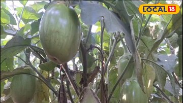 বিঘোরের