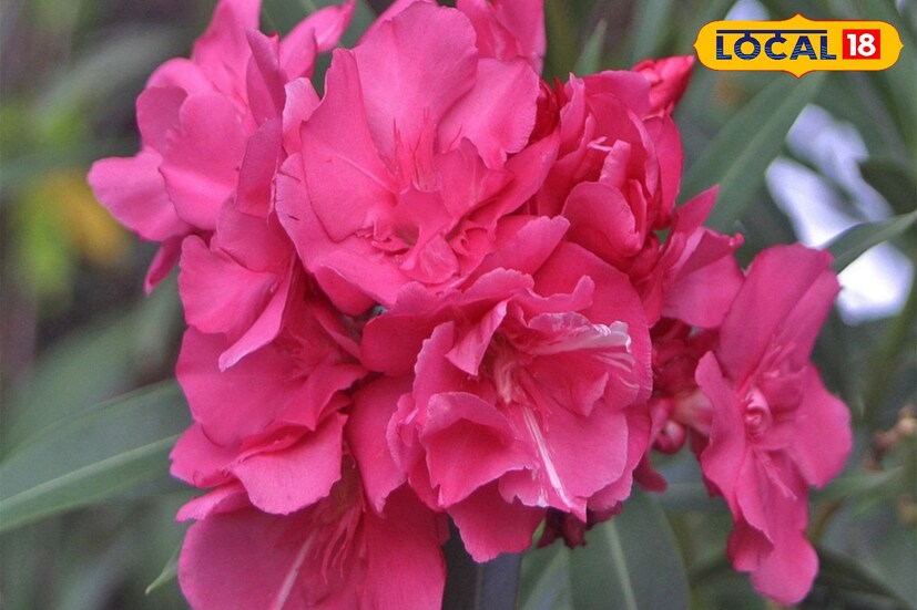 করবী ফুলের গাছ জ্যোতিষশাস্ত্র ও বাস্তুতেও দারুণ গুরুত্ব পেয়ে থাকে।সাধারণত তিনটি রঙের এই ফুল দেখতে পাওয়া যায়। গোলাপী, সাদা, হলুদ রঙের ফুল দেখা যায়। কথিত আছে, এই ফুলের গাছ ঘরে লাগালে সম্পদ ও সমৃদ্ধি বাড়ে। রয়েছে আরও বাস্তু নিয়মও