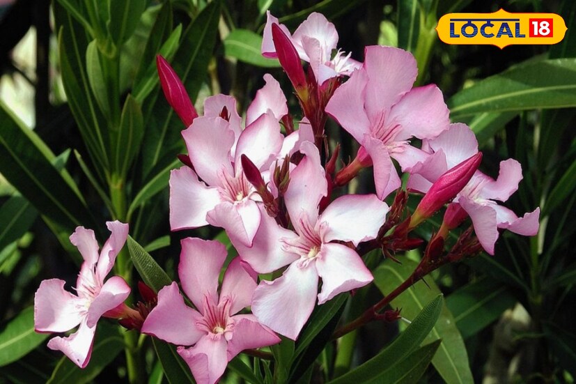 জ্যোতিষশাস্ত্রে, করবী ফুল ধনলক্ষ্মীর ভীষণ প্রিয় একটি ফুল। শুধু তাই নয়, লক্ষ্মীর প্রতীক হিসেবেও এই ফুলকে মেনে চলা হয়।