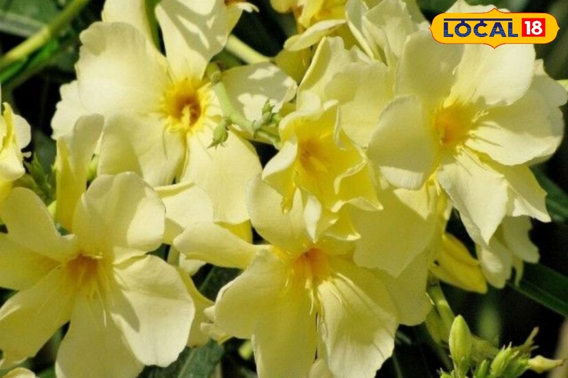 করবী ফুলের গাছে যদি সর্বদা ফুলে ছেয়ে থাকে, তাহলে কখনও ঘরে টাকা-পয়সা ও অন্নের অভাব হয় না।