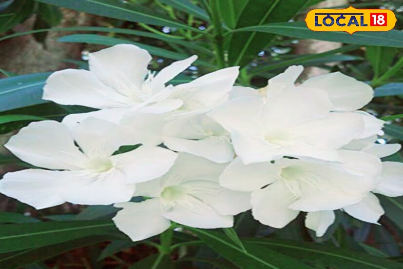 বাড়ির ভিতরে কানের ফুল গাছ না লাগানোই মঙ্গলের। তবে বাড়ির বাগানে লাগাতে পারেন। শত্রুদের পরাজয় করতে বৃহস্পতিবার, সূর্যোদয়ের আগে, লাল রঙের কাঠ করবী ফুলের পাপড়ি সাতটি টুকরো নিয়ে কর্পূর দিয়ে পুড়িয়ে ফেলুন।