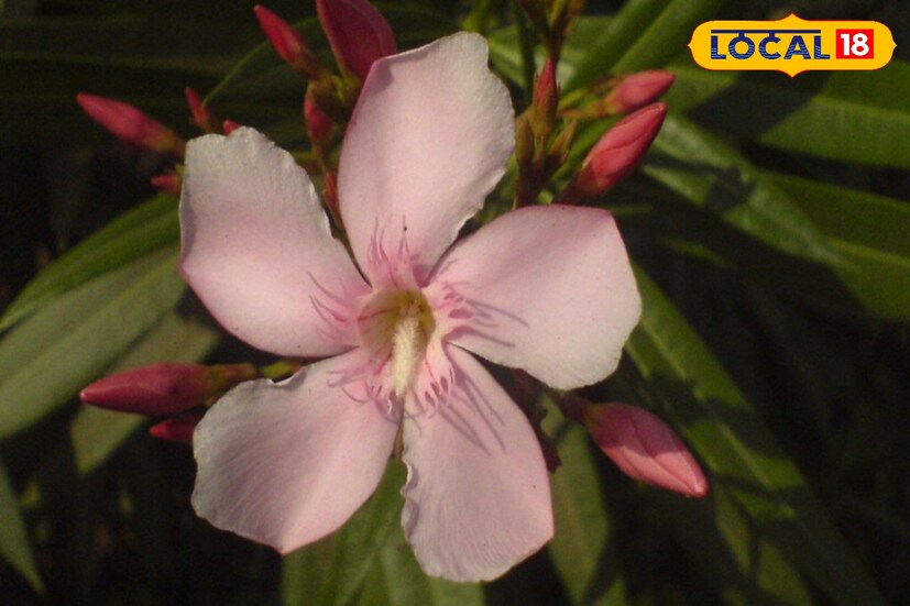 যদি কোনও ব্যক্তির মঙ্গলদোষ থাকে, তাহলে প্রতিদিন কাঠ করবী ফুলের গাছের মূলে জল নিবেদন করুন। তাতে জাতকের রাশিতে উপস্থিত মঙ্গল দোষ কেটে যায়