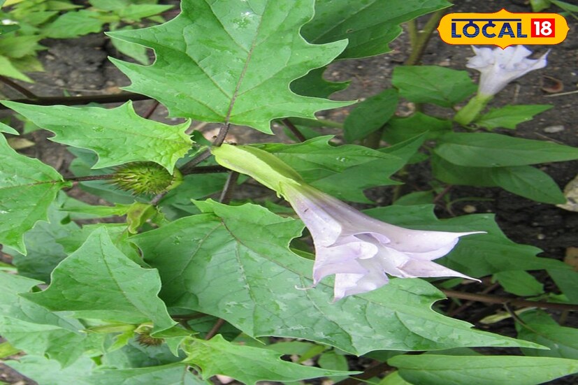 গ্রাম বাংলার একটি অতি পরিচিত গাছ ধুতরা। এটি ভেষজ উদ্ভিদ। ধুতরা গাছের সমস্ত অংশই বিষাক্ত। তবে ধুতরার গুণও রয়েছে অনেক। চিকিৎসক রুনা পারভিন জানান, প্রচন্ড বাতের ব্যথায় ধুতরার পাতার রসের সঙ্গে সর্ষের তেল মিশিয়ে হালকা গরম করে ব্যথা স্থানে মালিশ করলে ব্যথা কমে যায়।