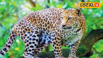 চিতাবাঘ চিতাবাঘ