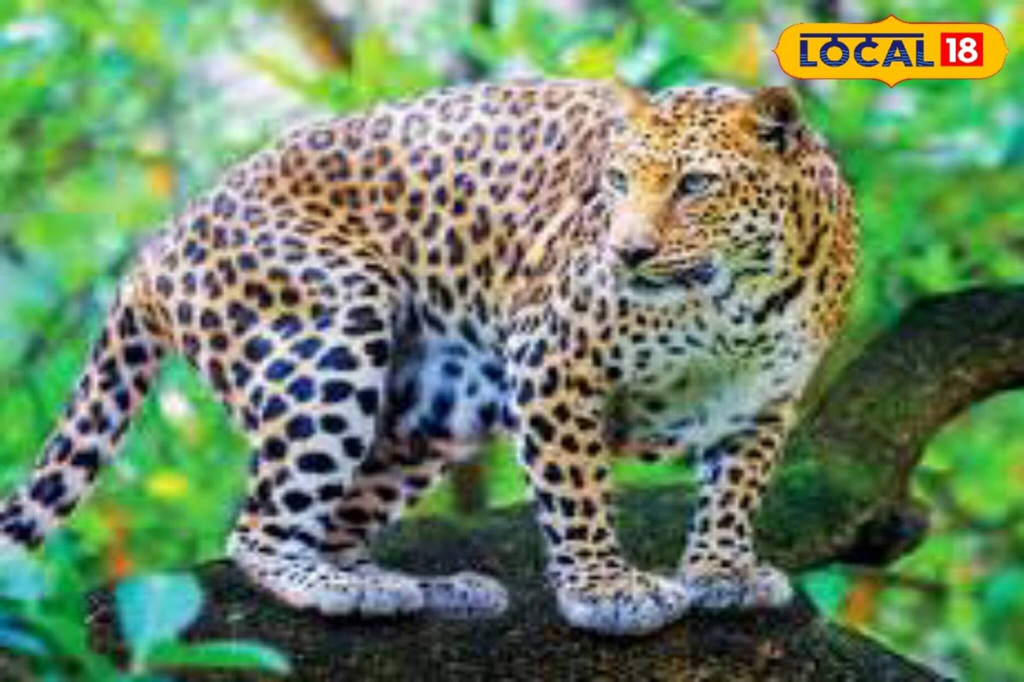 এলাকায় চিতা! উৎসাহ নিয়ে দেখতে গিয়ে যা ঘটল যুবকের...