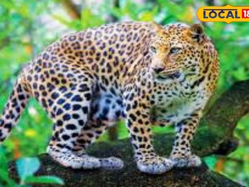  চিতাবাঘ