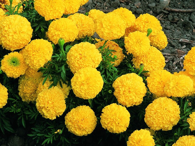 আয়ুর্বেদিক চিকিৎসক ডাঃ জিতেন্দ্র উপাধ্যায় বলেন, গাঁদা গাছের ঔষধি গুণের কারণে আয়ুর্বেদে অনেক কাজেই এর ব্যবহার করা হয়। ত্বকের সমস‍্যায় মহৌষধের মতো কাজ করে গাঁদা। গাঁদা গাছের ঔষধি গুণের কারণে আয়ুর্বেদের অনেক কাজেই এর ব্যবহার করা হয়।