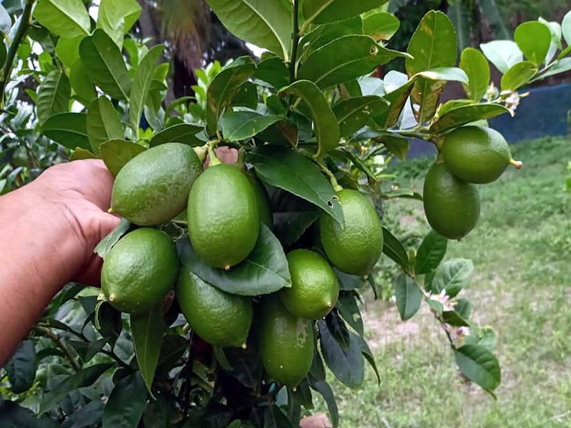 চুল, ত্বক ভাল রাখা তো বটেই, পাতিলেবুর গুণাগুণ ধমনীকে ভাল রাখতে ও এর কার্যকারিতা ঠিক রাখতে সহায়তা করে। ফলে পরোক্ষে হৃৎপিণ্ডের কার্যক্ষমতা ও রক্ত চলাচলেও এর সদর্থক প্রভাব পড়ে।