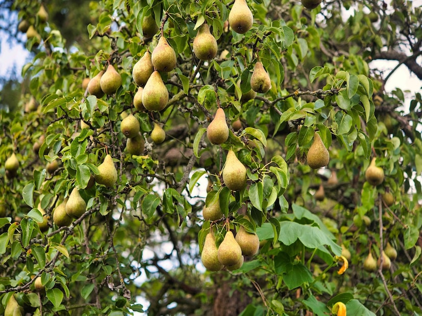 হেলথলাইনের রিপোর্ট অনুযায়ী, ন্যাশপাতি রক্তে শর্করার মাত্রা নিয়ন্ত্রণেও সাহায্য করে। হৃদরোগের ঝুঁকি কমাতেও সাহায্য করে এই ফল। ন্যাশপাতিতে থাকা প্রোসায়ানিডিন একটি শক্তিশালী অ্যান্টিঅক্সিডেন্ট, যা হার্টের ক্ষমতা বাড়ায়।  