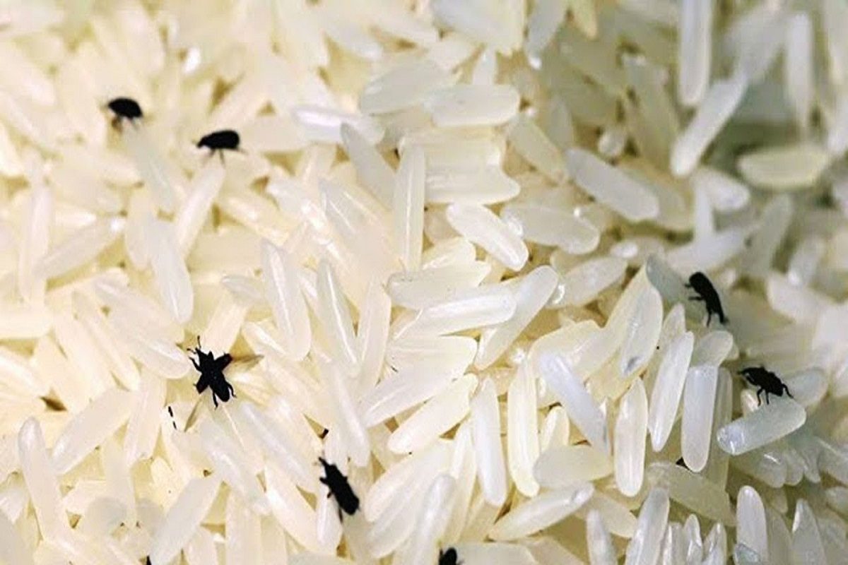 Home Remedies-Rice Bugs: চালে ছোট ছোট কালো পোকা ধরলে কী করবেন? জানুন ...