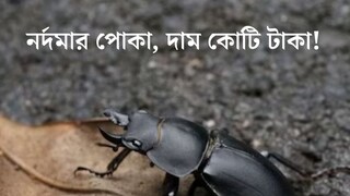 ছোট্ট পোকা, দাম অডি গাড়ির থেকেও বেশি! কী আছে এই বিটলের শরীরে!