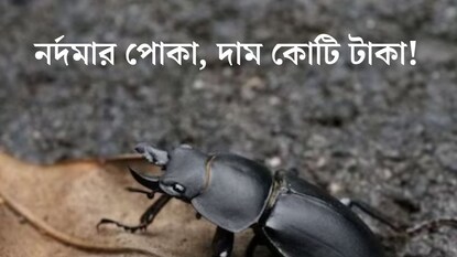 ছোট্ট পোকা, দাম অডি গাড়ির থেকেও বেশি! কী আছে এই বিটলের শরীরে! ছোট্ট পোকা, দাম অডি গাড়ির থেকেও বেশি! কী আছে এই বিটলের শরীরে!