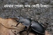 ছোট্ট পোকা, দাম অডি গাড়ির থেকেও বেশি! কী আছে এই বিটলের শরীরে?
