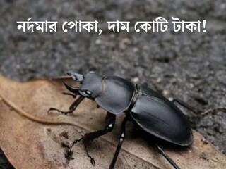 ছোট্ট পোকা, দাম অডি গাড়ির থেকেও বেশি! কী আছে এই বিটলের শরীরে!