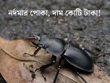ছোট্ট পোকা, দাম অডি গাড়ির থেকেও বেশি! কী আছে এই বিটলের শরীরে!