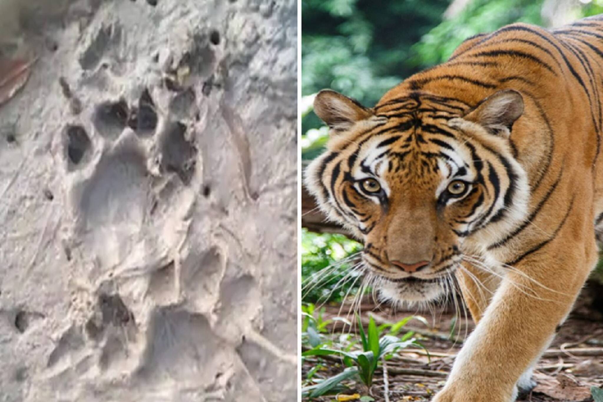 লোকালয়ে বাঘের পায়ের ছাপ! ড্রোন উড়িয়ে চলছে বাঘের খোঁজ