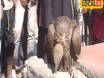 উদ্ধার হওয়া লুপ্তপ্রায় শকুন