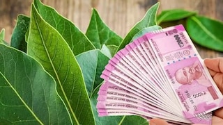 এই গাছ লাগালেই টাকাই টাকা এই গাছ লাগালেই টাকাই টাকা