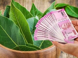 এই গাছ লাগালেই টাকাই টাকা