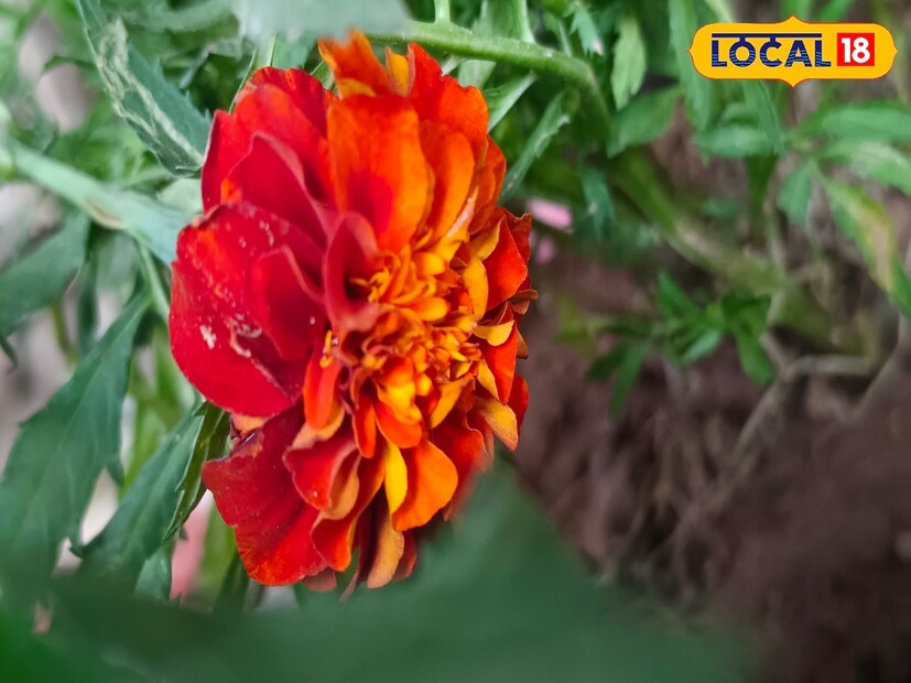 শুধু বাগান সাজানো নয়, গাঁদা ফুলের এই ৫ অদ্ভুত গুণ জানলে অবাক হবেন।