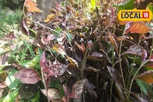 এই পাতা সর্বরোগহরা, বাড়িতে রাখলে আর কোনও চিন্তা থাকবে না!