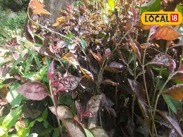 বিশল্যকরণী