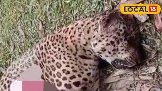 পেটে মাথায় আঘাত! চা বাগান থেকে  চিতা বাঘের রক্তাক্ত দেহ উদ্ধার