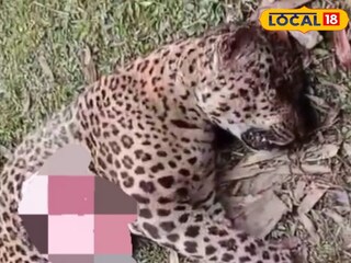 পেটে মাথায় আঘাত! চা বাগান থেকে  চিতা বাঘের রক্তাক্ত দেহ উদ্ধার
