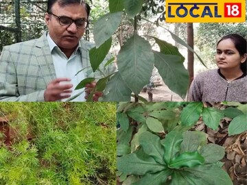 ব্লাড সুগারের মহৌষধ এই ৩ পাতা! খেলেই দৌড়ে পালাবে ডায়াবেটিস, জানুন চিকিৎসকের মত ব্লাড সুগারের মহৌষধ এই ৩ পাতা! খেলেই দৌড়ে পালাবে ডায়াবেটিস, জানুন চিকিৎসকের মত