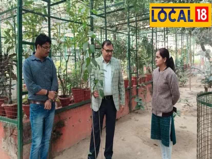 চৌধুরী চরণ সিং ইউনিভার্সিটির বোটানি বিভাগের এইচওডি চিকিৎসক ডক্টর বিজয় মালিক দাবি করেছেন যে আয়ুর্বেদ অনুসারে, যদি প্রতিদিন গ্রিন টি-এর মতো ইনসুলিন গাছের পাতা ব্যবহার করা হয় তবে সুগার লেভেল নিয়ন্ত্রণে থাকে।