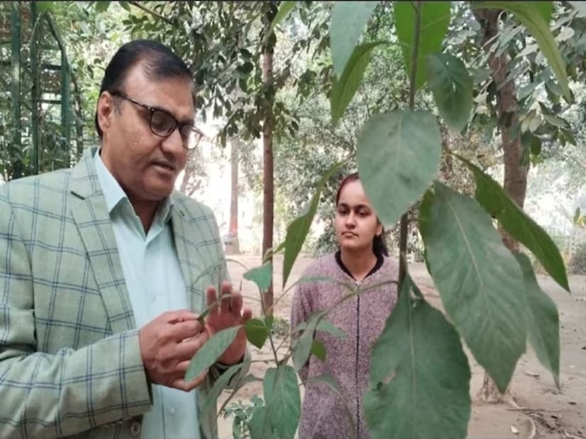তিনি জানান, এই গাছটির ঔষধীগুণ অনেক। যদিও তিনি বলেন যে কিছু মানুষের এটি থেকে অ্যালার্জিও হতে পারে। যাদের এই ধরনের সমস্যা হবে তাঁরা যেনো এক বা দুই দিনের ব্যবধানে এটি ব্যবহার করেন।