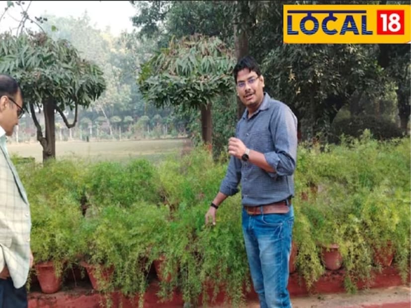 অধ্যাপক মালিক বলেন, সূর্যমুখী প্রজাতির ভার্নোনিয়া অ্যামিগডালিনা উদ্ভিদও রক্তের শর্করা নিয়ন্ত্রণের জন্য খুবই উপকারী। প্রথমে পাতা কিছু পাতা নিয়ে শুকিয়ে নিন। পাতা ভাল করে শুকিয়ে গেলে এর গুঁড়ো তৈরি করে নিন। এই পাউডারটি প্রতিদিন গরম জলের সঙ্গে মিশিয়ে খান।