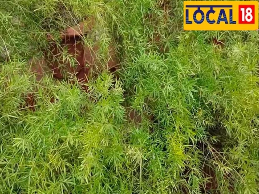 অ্যাসপারাগাস গাছও বিভিন্ন ধরনের রোগে খুবই উপকারী। তিনি বলেন, যে এটি ডায়াবেটিস প্রতিরোধী। সকালে ও সন্ধ্যায় জলে সিদ্ধ করে এটি ব্যবহার করতে পারেন। (দাবিত্যাগ: এই প্রতিবেদনটি কেবলমাত্র সাধারণ তথ্যের জন্য, তাই বিস্তারিত জানতে হলে সর্বদা বিশেষজ্ঞের পরামর্শ নিন।)