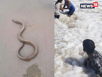 দিঘার সমুদ্রতীরে ওটা আবার কী ঘুরছে! ছবি দেখেই আঁতকে উঠছেন অনেকে দিঘার সমুদ্রতীরে ওটা আবার কী ঘুরছে! ছবি দেখেই আঁতকে উঠছেন অনেকে