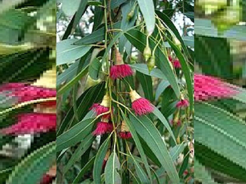এই মধু আমাদের শরীরের জন্য খুবই উপকারী। এছাড়াও এর অনেক উপকারিতা রয়েছে, যার কারণে এটি ধীরে ধীরে জনপ্রিয় হয়ে উঠছে।