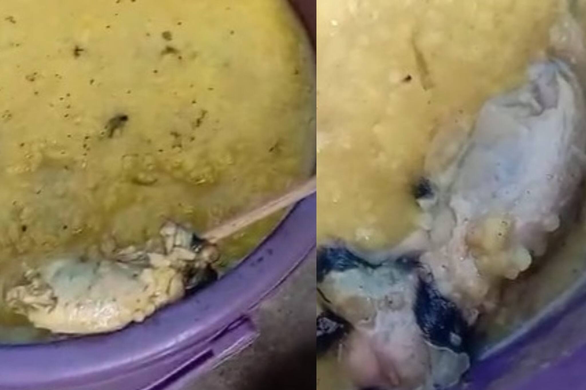 অঙ্গনওয়াড়ির খিচুড়িতে আস্ত সেদ্ধ ইঁদুর! খাবার খেয়ে আতঙ্কিত এলাকার মানুষ