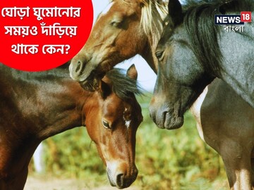 ঘোড়া ঘুমোনোর সময়ও দাঁড়িয়ে থাকে কেন? কী রহস্য লুকিয়ে রয়েছে প্রাণীবিদ্যার গভীরে?