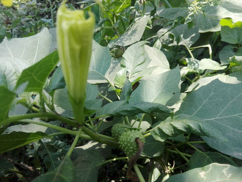 শিরা সংক্রান্ত ব্যথা হলে বা পেটের কোথাও আলসারের ক্ষত থাকলে এর পাতার রস জলের সঙ্গে খেলে সেই ক্ষত এবং ব্যথায় দারুণ উপশম হয়। এছাড়াও যাঁদের চুল পড়া বা খুশকির মতো সমস্যা আছে, তাঁরা ধুতুরা পাতার রস চুলে লাগিয়ে চার থেকে পাঁচ ঘণ্টা রেখে দিন। এর পর জল দিয়ে ধুয়ে ফেলুন। এতে খুশকি এবং চুল পড়া বন্ধ হবে।