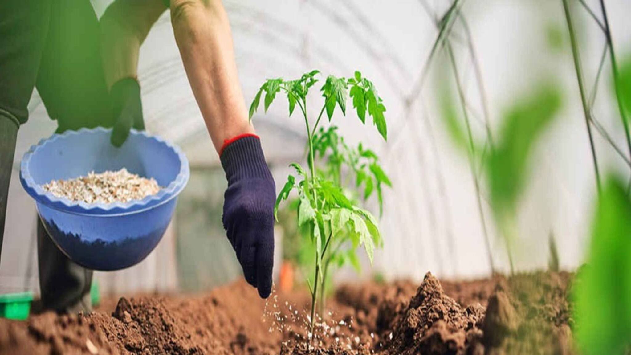 Business Ideas: গম-ধান নয়, বরং চাষ করুন এই ৫ ফসল, কম খেটে লক্ষ লক্ষ টাকা আয়ের পথ খুলবে