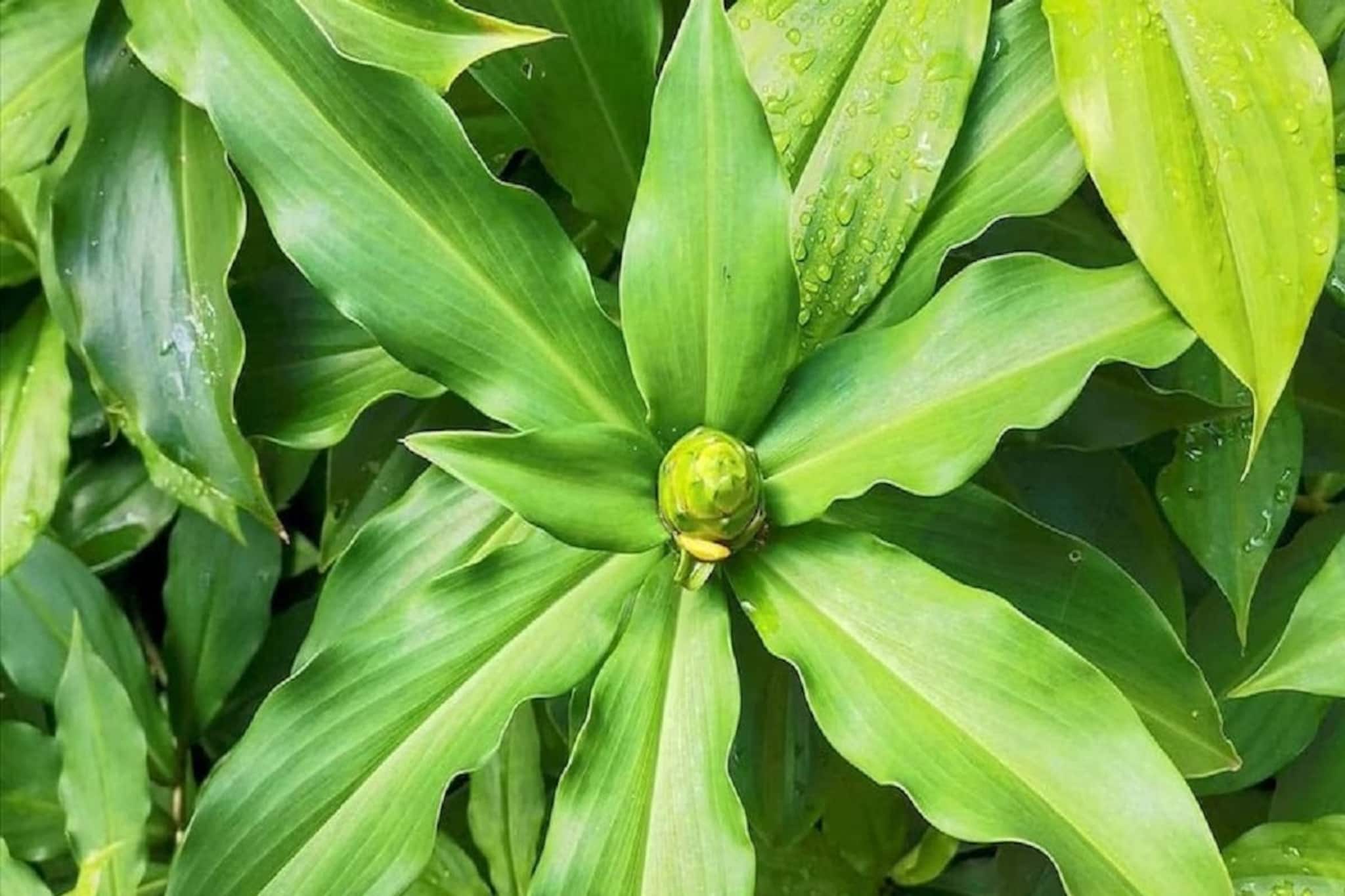 একটি পাতা চিবিয়ে খেলেই কমবে ব্লাড সুগার? বাড়িতে লাগান ইনসুলিন গাছ, জানুন