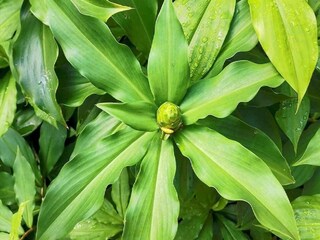 ইনসুলিন গাছ 