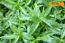 স্বাদ ভাল নয়, কাজ অব্যর্থ! ডায়াবেটিসের যম এই গাছের পাতা, ওষুধের খরচা কমে যাবে
