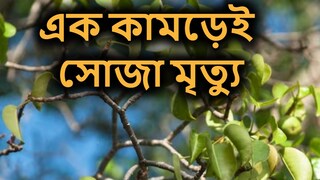 এই ফলকে বলা হয় 'মৃত্যুর ফল'