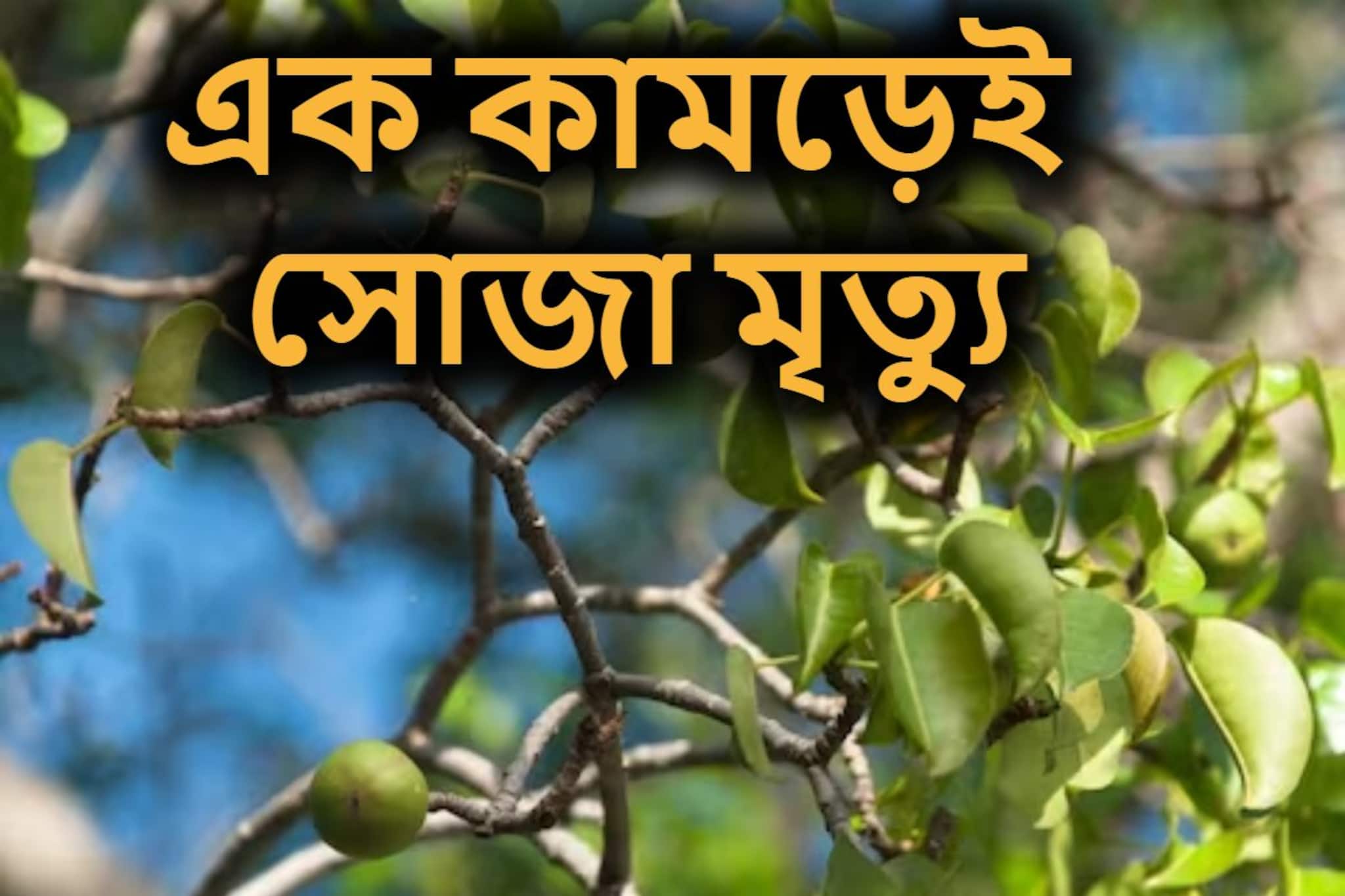 একবার খেলেই শরীর যায় ফুলে, চামড় খসে-চোখ ঝলসে থাকে! এই ফলকে বলা হয় 'মৃত্যুর ফল'