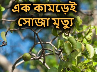 এই ফলকে বলা হয় 'মৃত্যুর ফল'