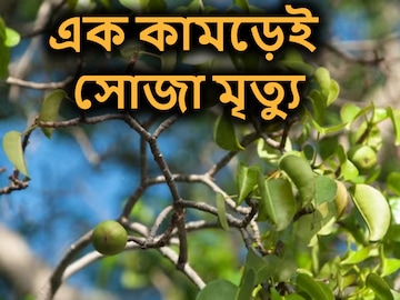 এই ফলকে বলা হয় 'মৃত্যুর ফল'