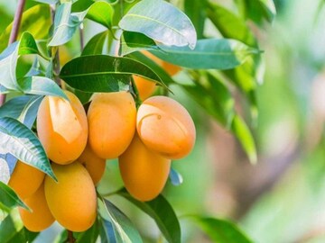 পাকিস্তানের জাতীয় ফল কী বলুন তো? নাম জানলে অবাক হবেন